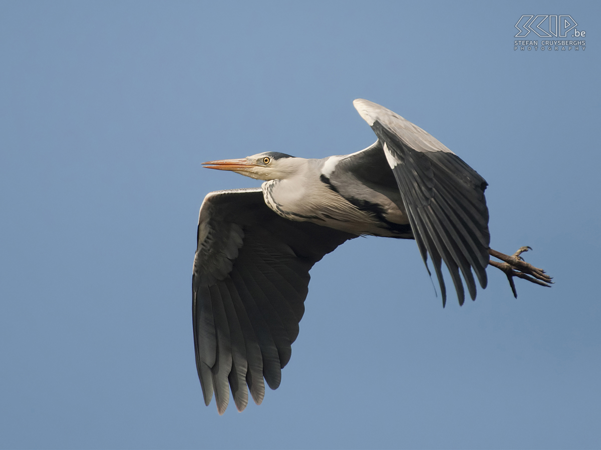 Zeeland - Blauwe reiger Foto's van een dagje vogels spotten in Zeeland. Stefan Cruysberghs